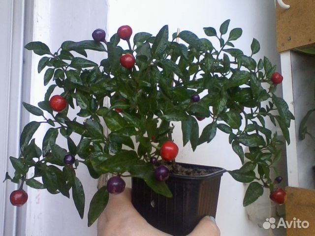 Декоративный перчик