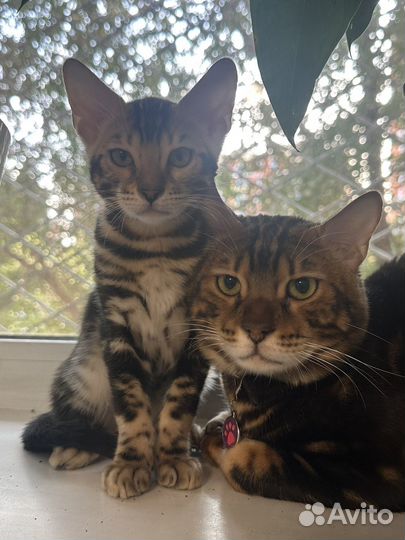 Бенгальская