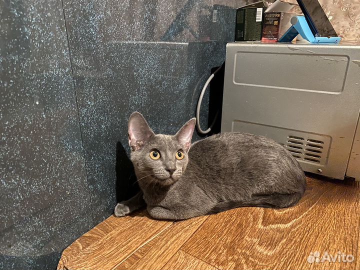 Котенок в самые добрые руки