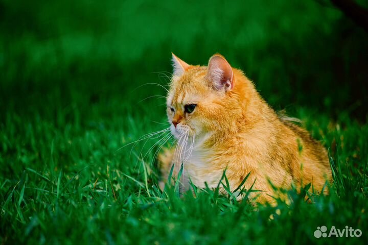 Британская кошка