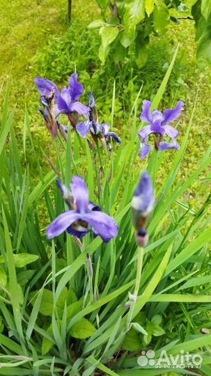 Ирис сибирский