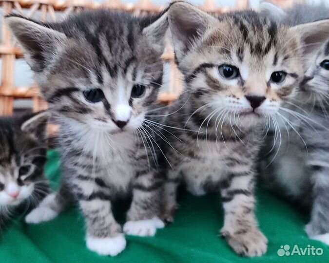 Очень красивые котята