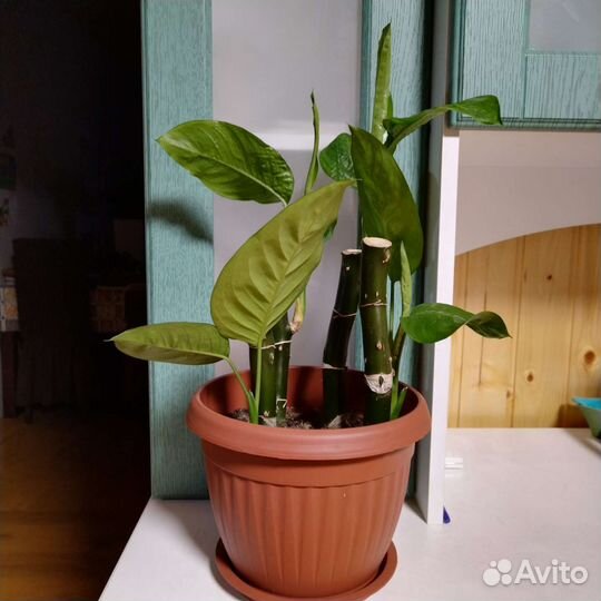 Домашние цветы