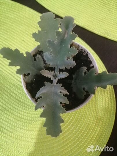 Каланхоэ бехарское