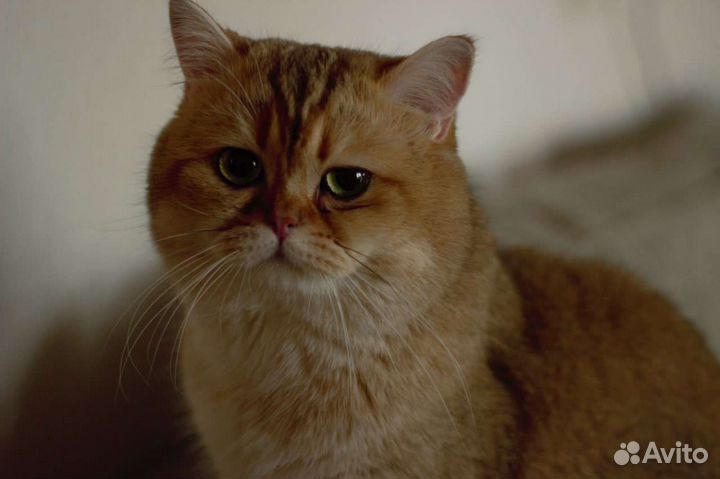 Вязка Британская золотая шиншилла