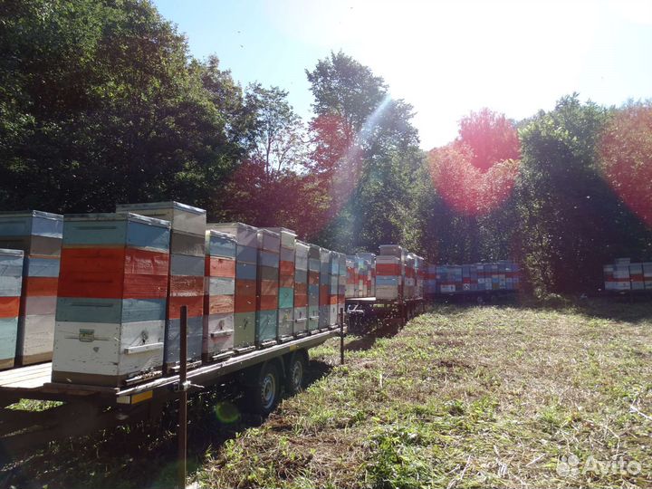 Принимаем заказы на пчелосемьи 