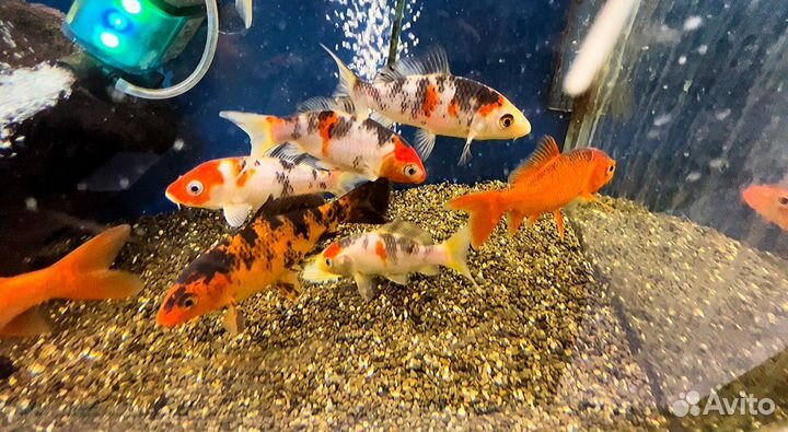 Карп кои в наличии