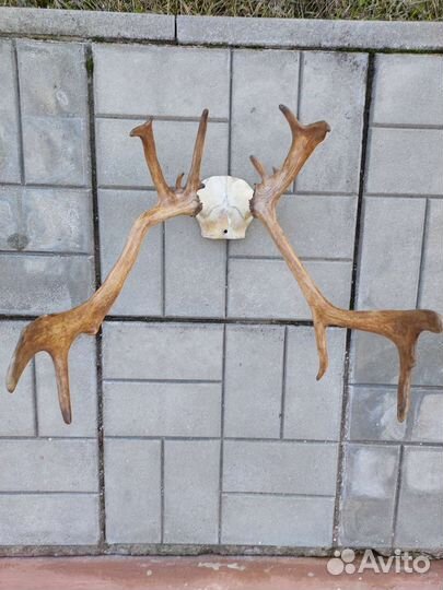 Рога оленя.любые по 1500
