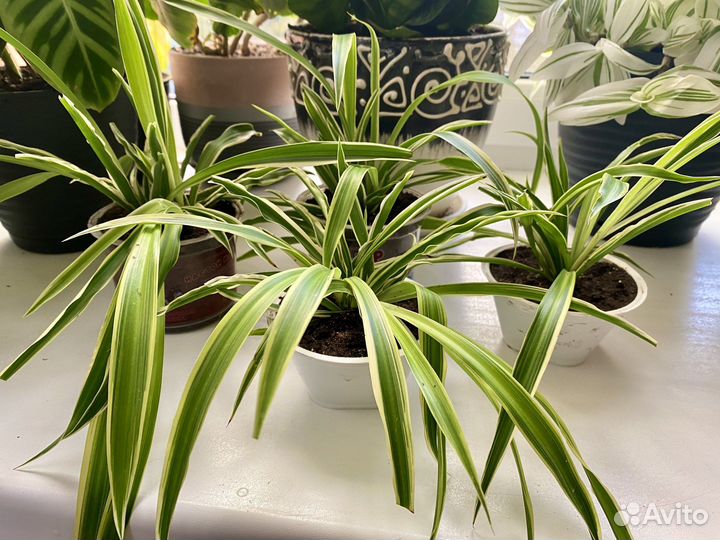 Хлорофитум полосатый кустик