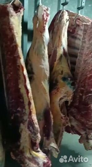 Полутуши корова оптом