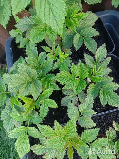 Малина Лячка(Ляшка) ремонтантная, саженец