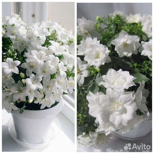 Кампанула Невеста