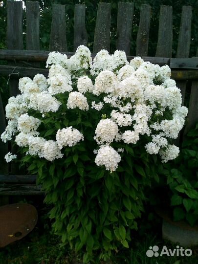 Много многолетних цветов для сада