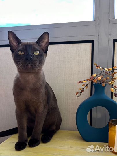 Клубные бурманские котята