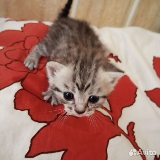 Британские котята