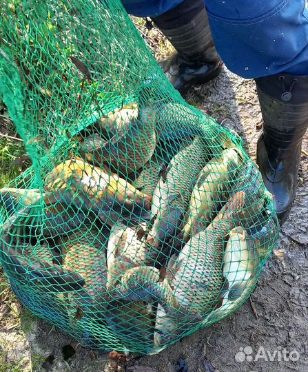 Свежая рыба карп