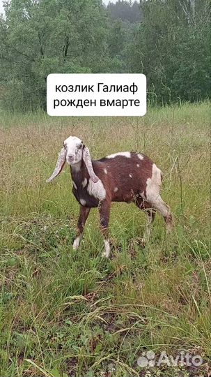 Козы и Козлята