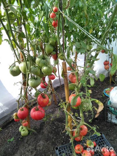 Вкуснейшие домашние заготовки