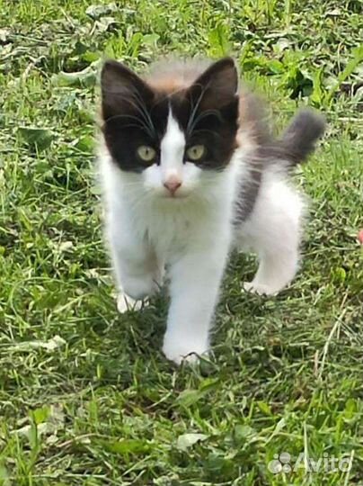 Котята в дар