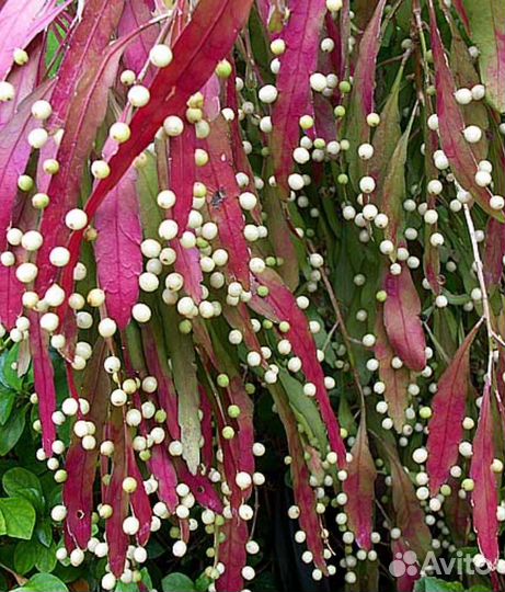 Традесканция силламонтана, эписция, эпипремнум,др