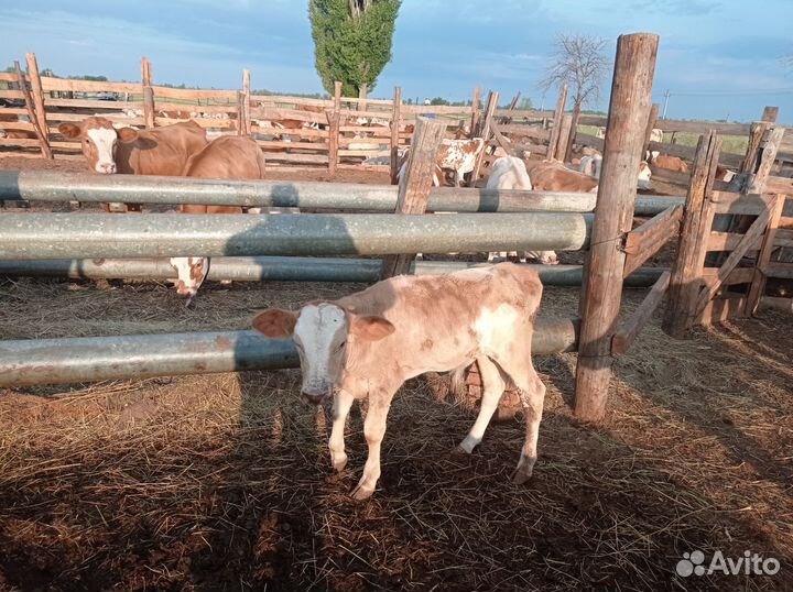 Отдам в хорошие руки бесплатно