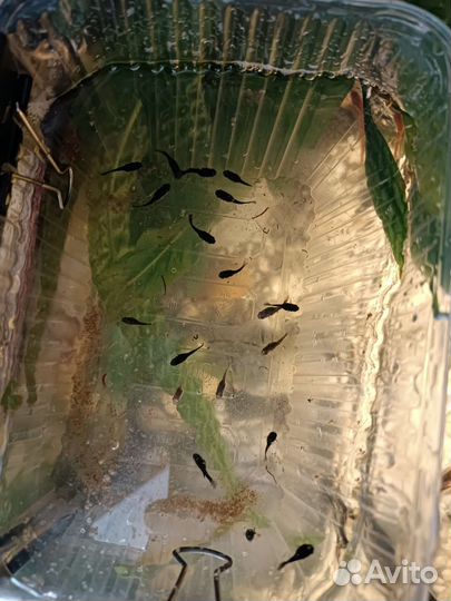 Аквариумные рыбки отдам бесплатно