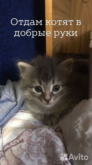 Котята в добрые руки