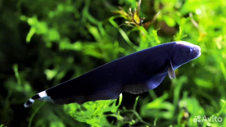 Аптеронотус - Черный Нож