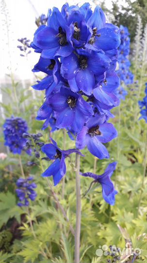 Гвоздика,Дельфиниум