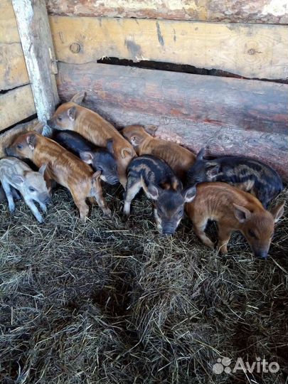 Поросята