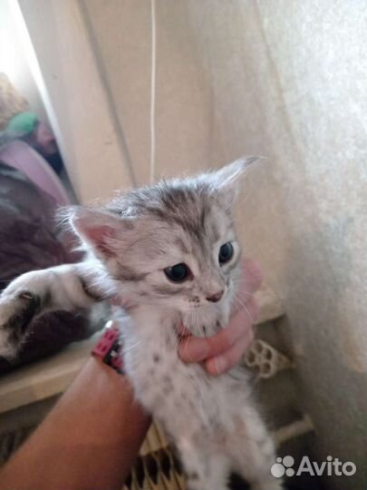 Котята отдам в добрые руки бесплатно