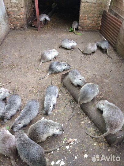 Нутрии самцы на развод и на мясо