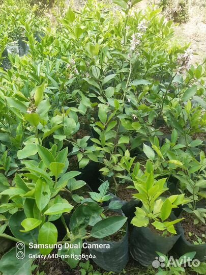 Комнатные растения