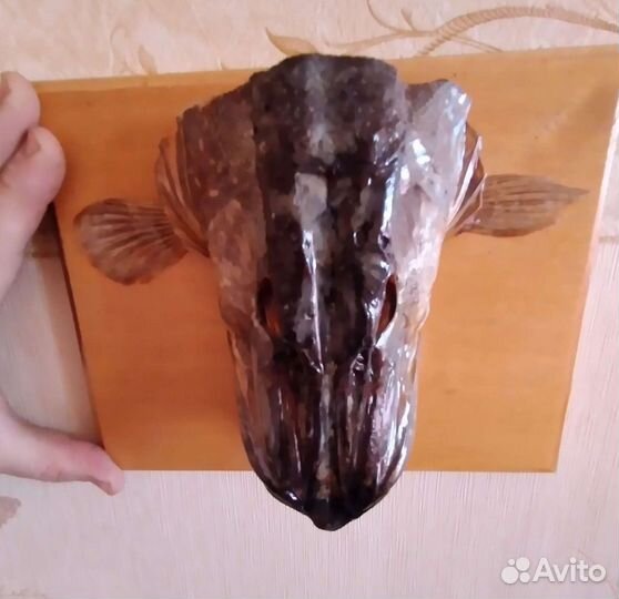 Чучело головы щуки