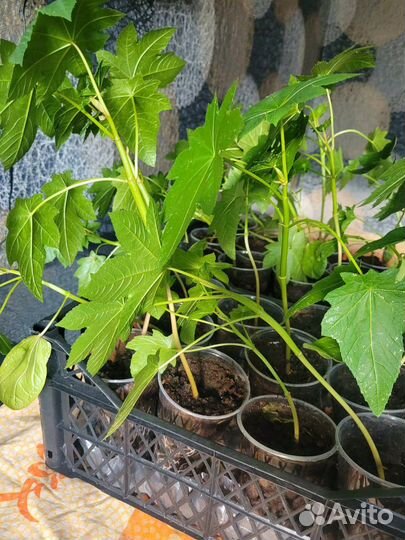 Рассада клещевины