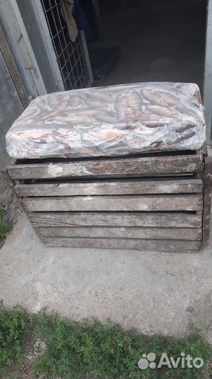 Продам рыбу плотва