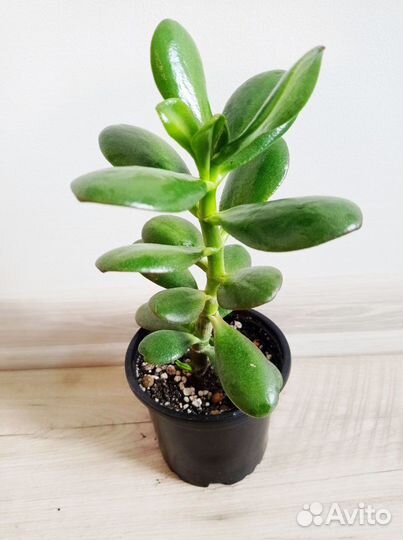Крассула Оватта, толстянка, денежное дерево