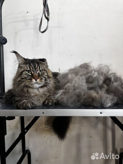 Стрижка животных