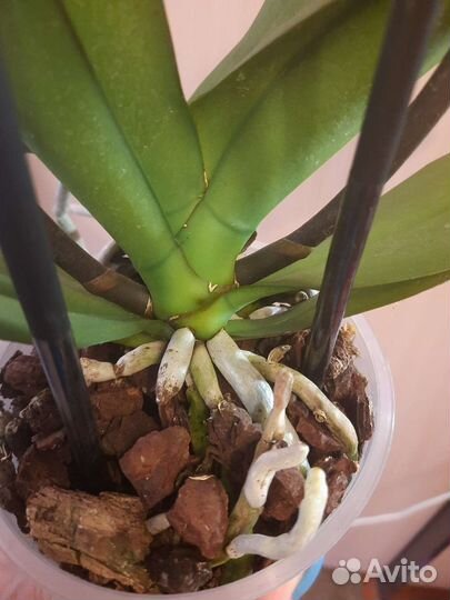 Орхидея Хазард