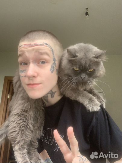 Шотландская шиншилла