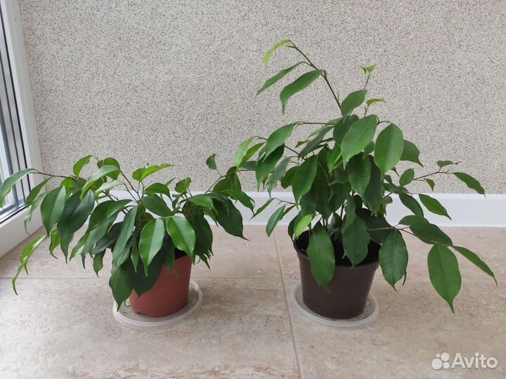 Фикус Бенджамина и Бенджамина Кинки