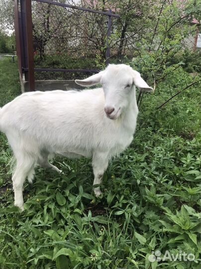 Коза зааненская