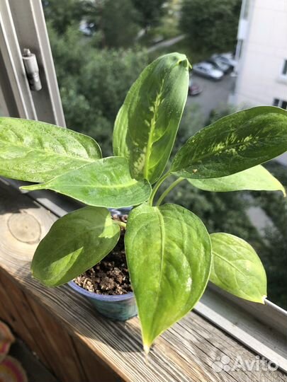 Дифенбахия