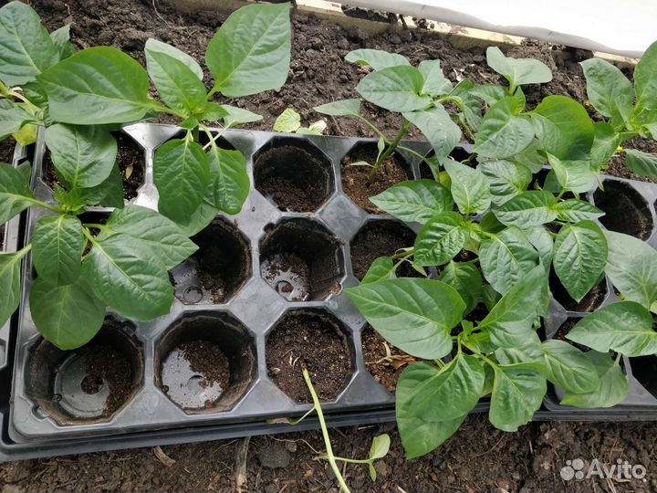 Рассада перцев