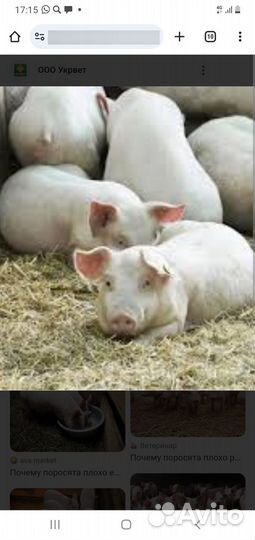 Продаются поросята крупная белая+ландрас