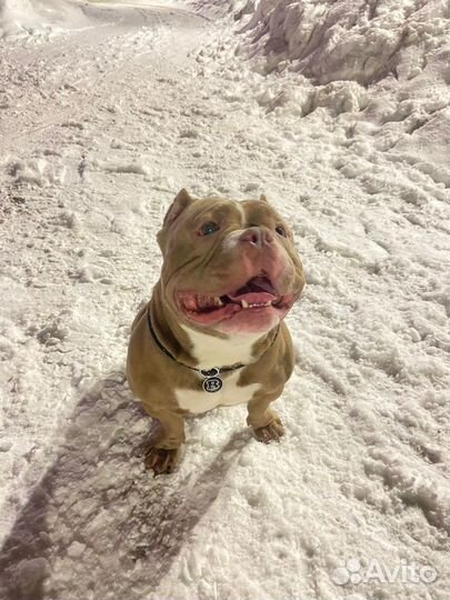 Американский Булли Вязка