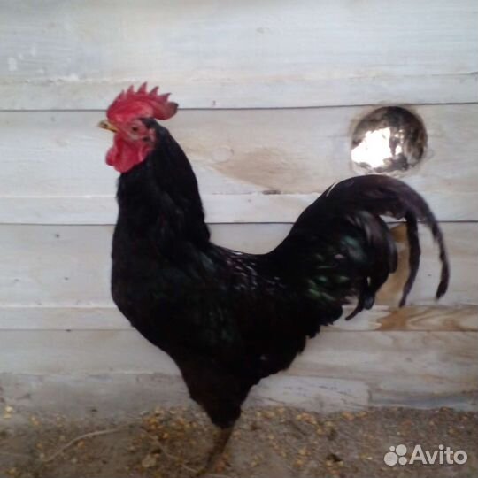 Куры и Петухи синь синь дянь