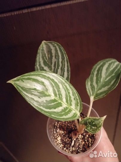 Аглаонема Грин сан