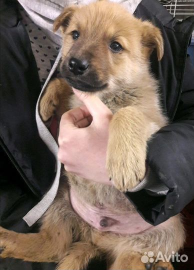 Малыши в дар