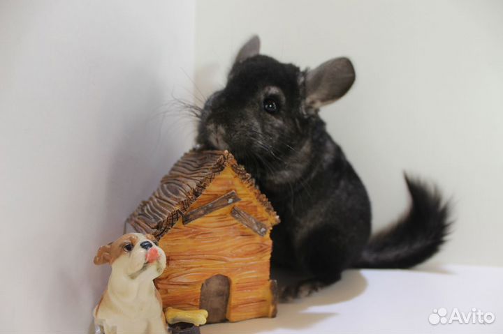 Шиншилла Темный мальчик